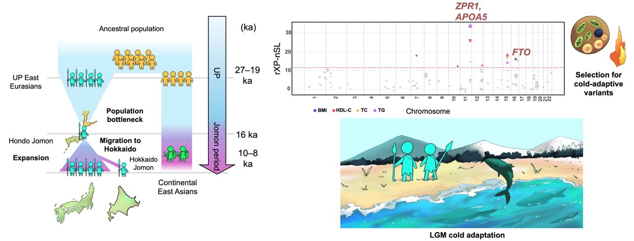Resumen gráfico sobre la historia poblacional y la adaptación al frío de la línea genética Jomon durante la última glaciación