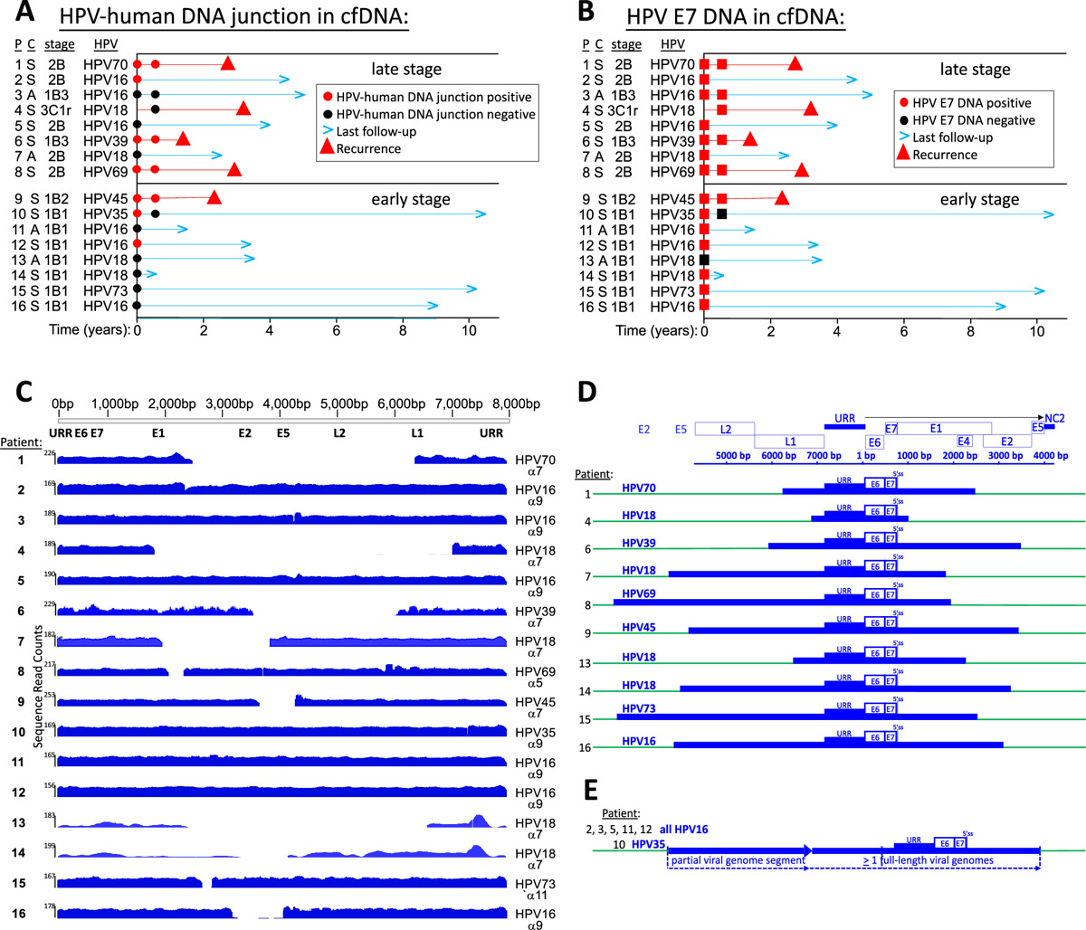 Figura científica que resume el seguimiento de pacientes y la detección de ADN viral y humano en muestras de sangre.