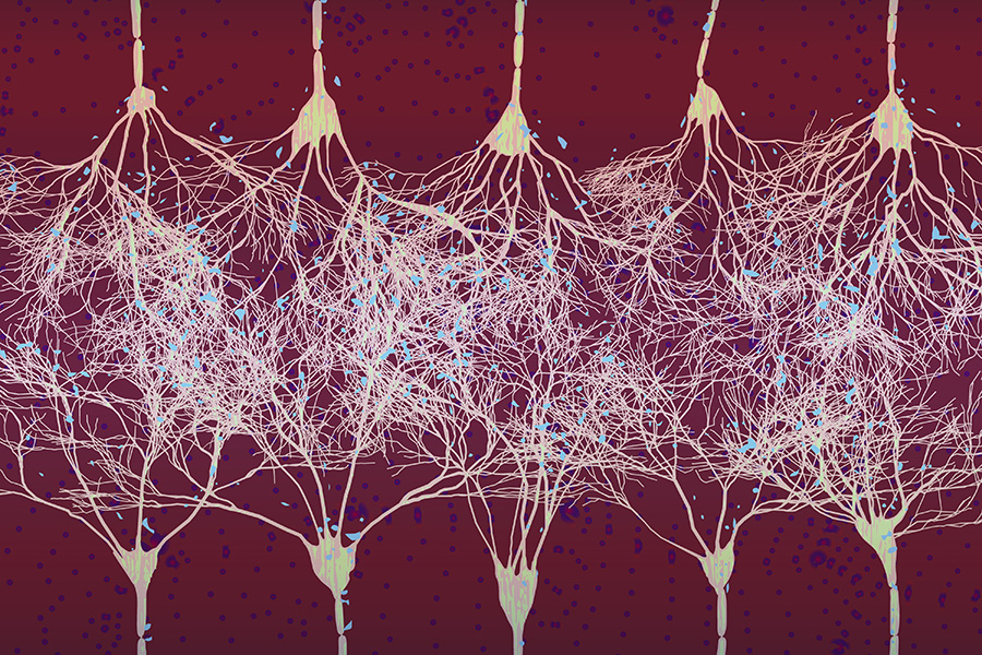 Ilustración de una red neuronal usada por MIT para representar cómo el aprendizaje visual reorganiza patrones de actividad en el cerebro.