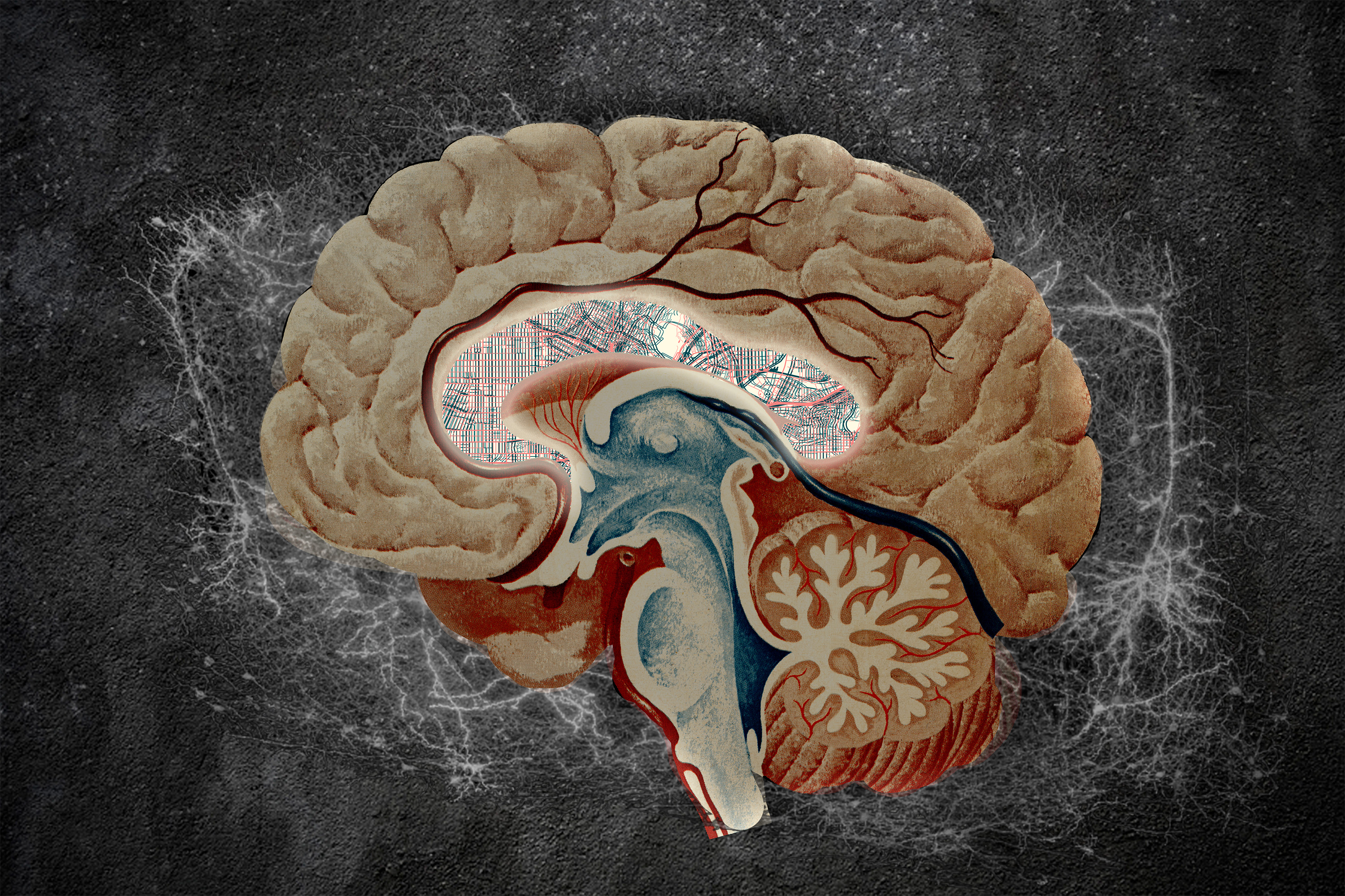 Ilustración microscópica de neuronas del estriado con prolongaciones coloreadas para representar distintos tipos celulares en una región profunda del cerebro.