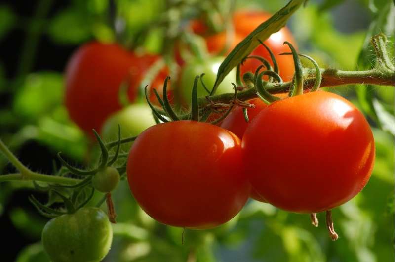 Planta de tomate en cultivo, relevante para un estudio sobre bacterias que favorecen su crecimiento y reducen enfermedades.