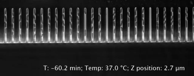 Figura del estudio que resume el sistema de autoenfoque LUNA usado para seguir bacterias individuales durante un enfriamiento rápido
