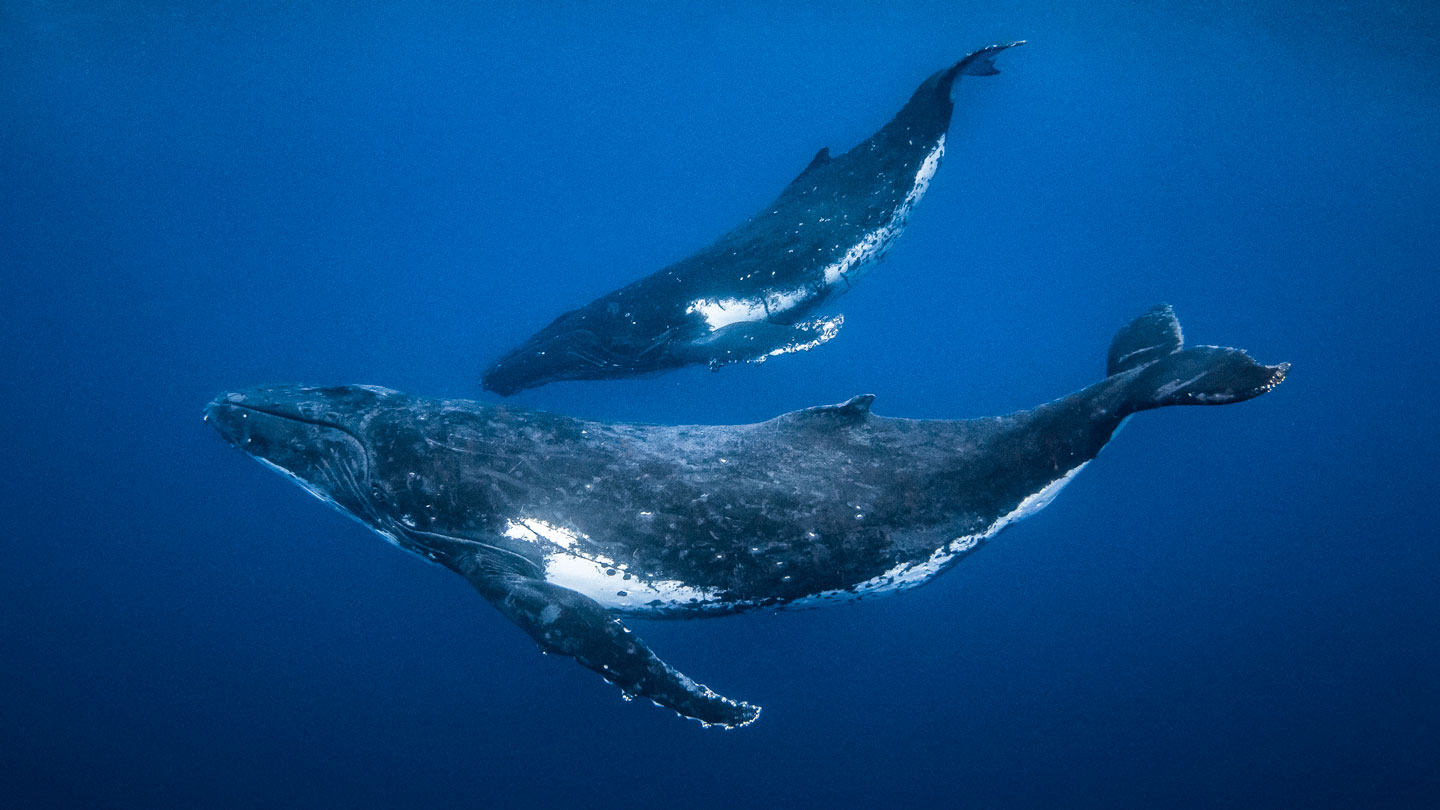 Dos ballenas jorobadas nadan lado a lado en mar abierto, imagen usada para ilustrar un estudio sobre su caza coordinada cerca del fondo.