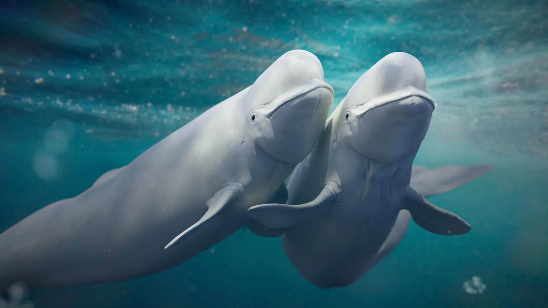 Dos belugas blancas nadan juntas en aguas frías