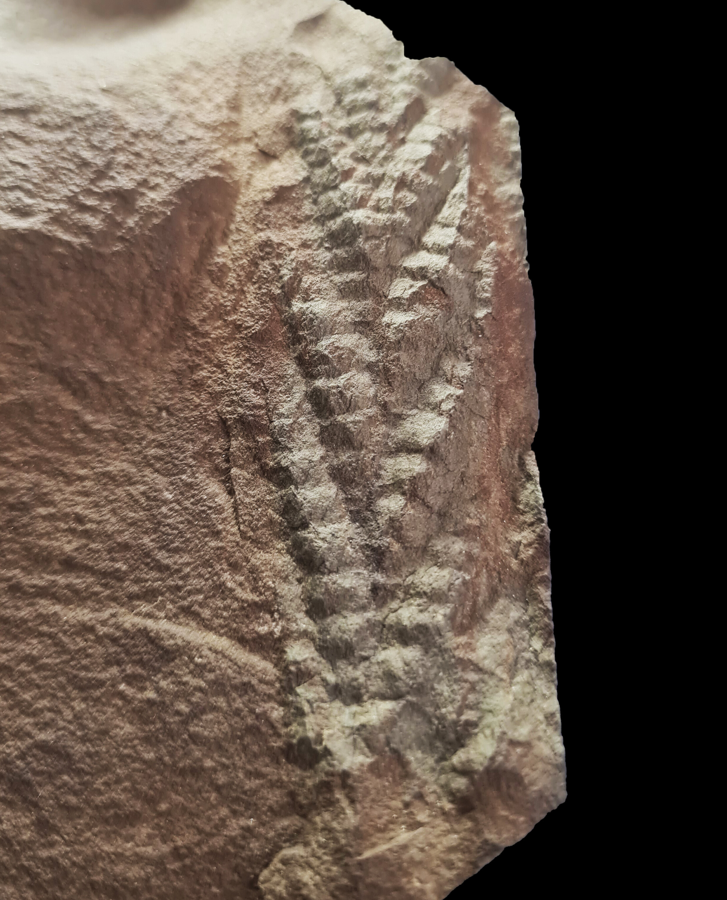 Representación del fósil 3D de Charnia encontrado en el Ártico noruego, uno de los animales más antiguos conocidos