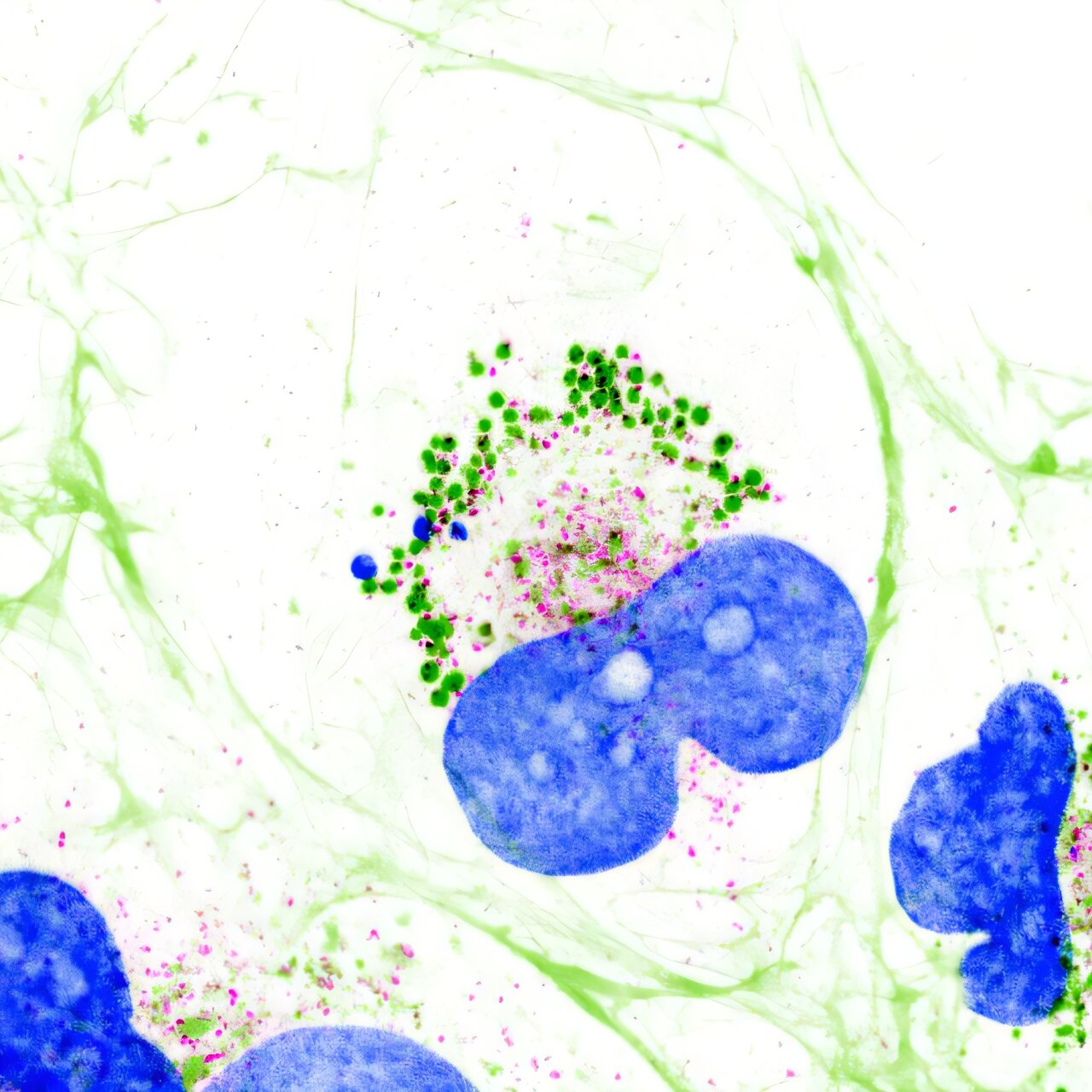 Micrografía de células con estructuras de colágeno teñidas en verde y núcleos azules, reutilizada como ilustración contextual de tejido