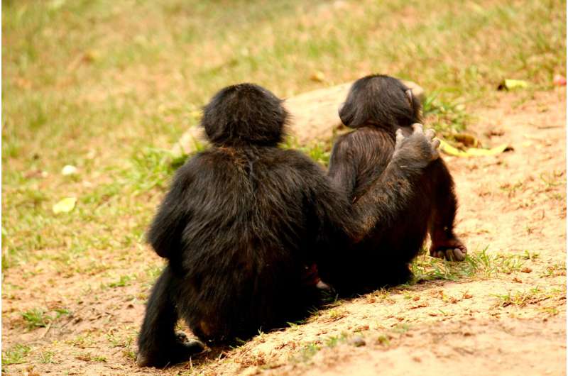 Dos bonobos jóvenes se abrazan en un santuario mientras descansan juntos.