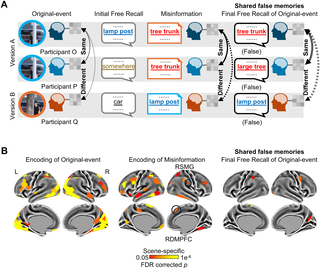 Visualización de actividad cerebral asociada a recuerdos verdaderos y falsos compartidos después de un experimento sobre desinformación.