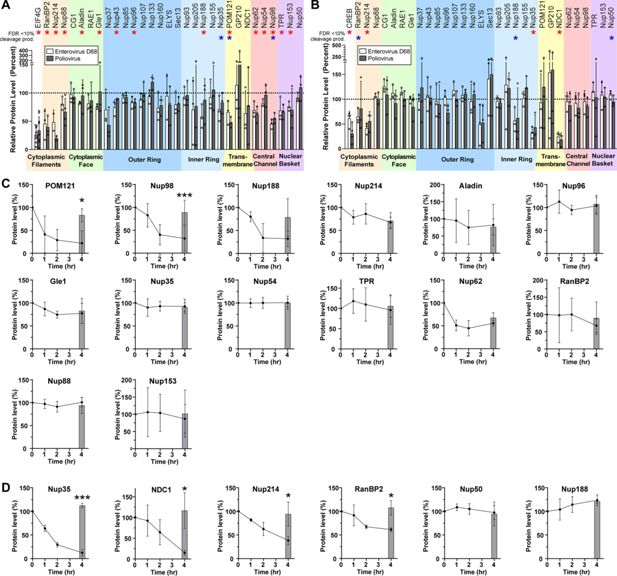 Imagen de laboratorio del estudio que muestra alteraciones en neuronas motoras humanas infectadas por enterovirus D68