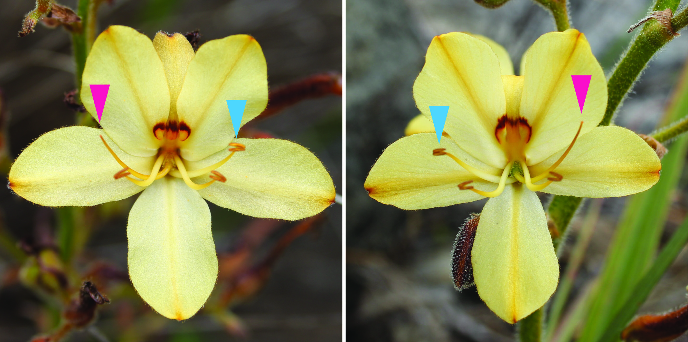 Wachendorfia thyrsiflora con disposición especular de sus órganos florales.