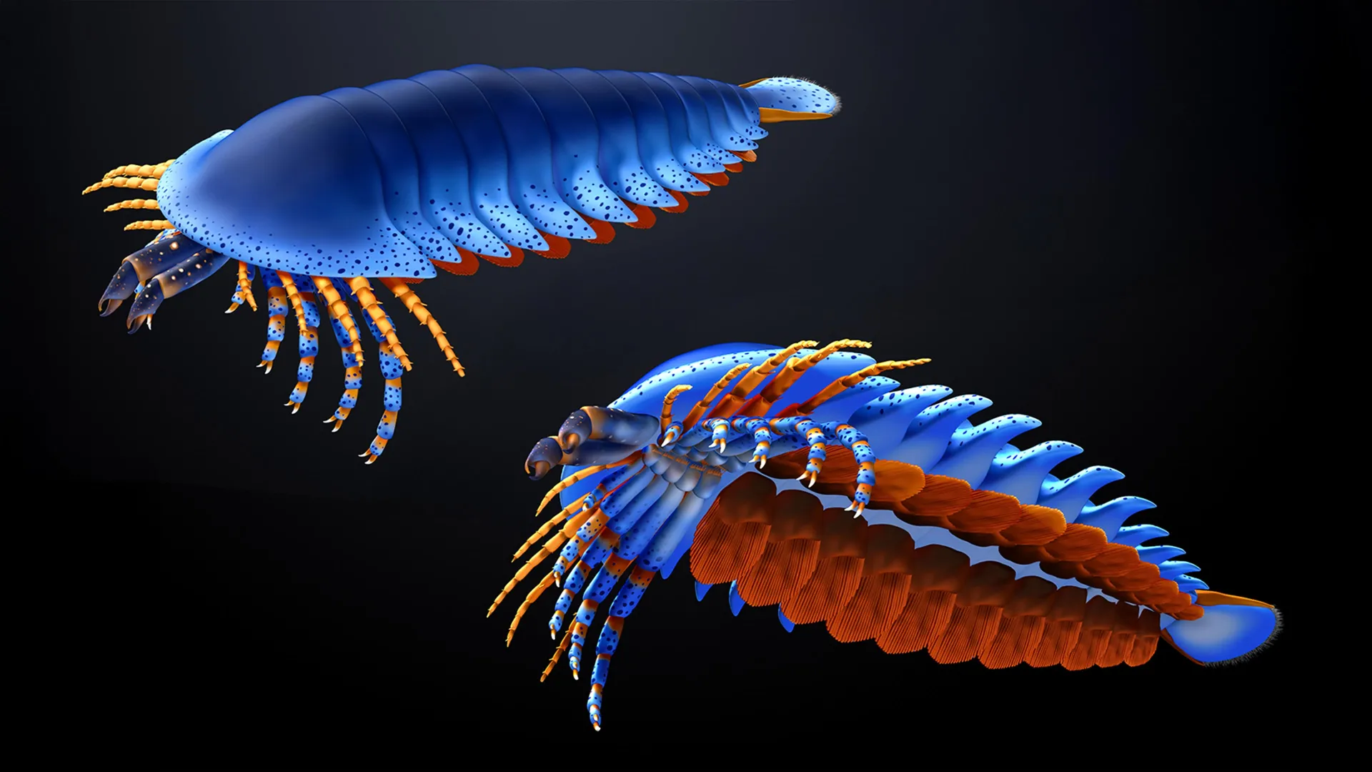 Reconstrucción artística de Megachelicerax cousteaui, un artrópodo marino del Cámbrico temprano.