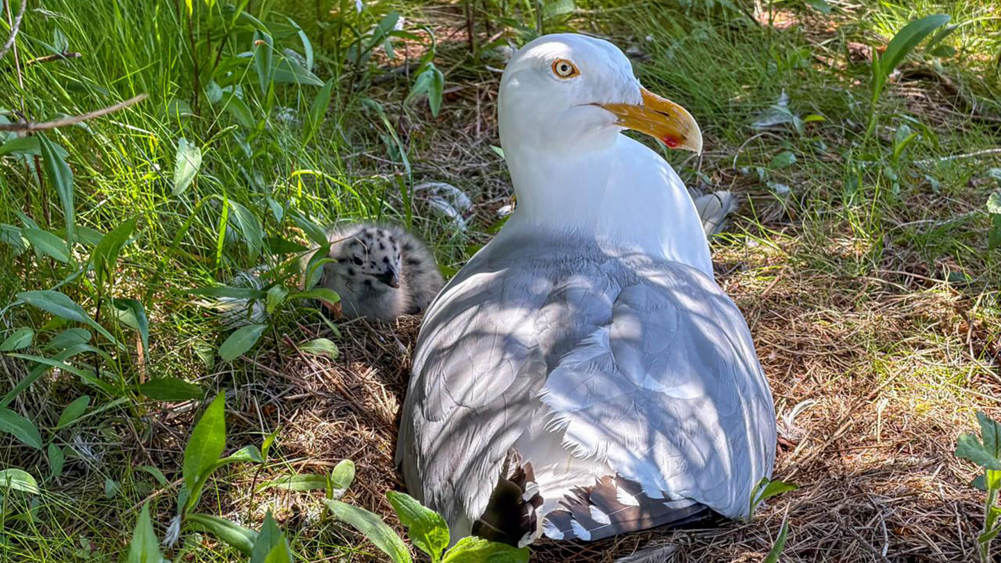 Gaviota argéntea adulta junto a su nido y a un polluelo entre la hierba en la isla Kent, Canadá