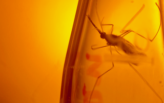 Esquema experimental de un gene drive diseñado para propagarse en mosquitos Anopheles gambiae y reducir su capacidad reproductiva.