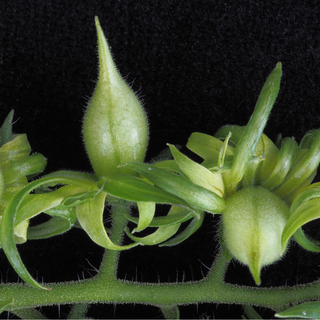 Esquema del estudio sobre flores de tomate y genes que actúan de manera coordinada durante el desarrollo floral.