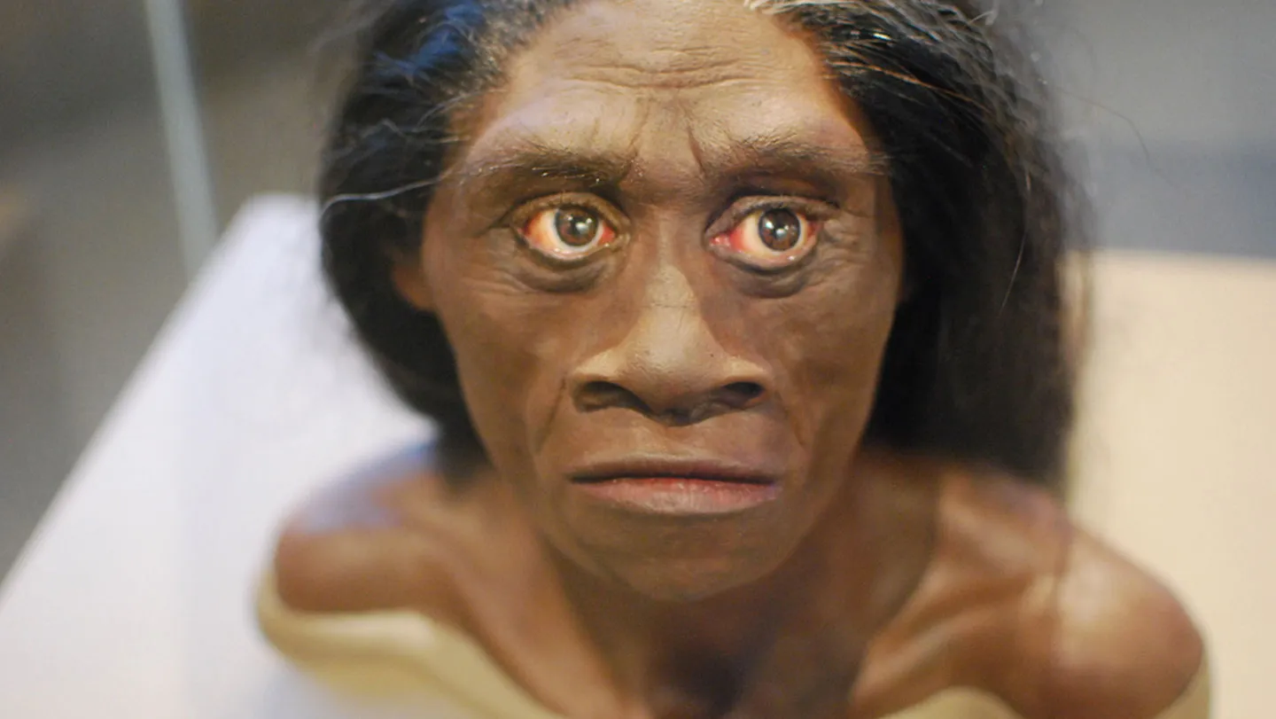 Reconstrucción del rostro y la parte superior del cuerpo de Homo floresiensis