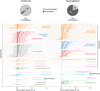 Micrografía coloreada que muestra células fúngicas y otros microorganismos en sedimento marino de un fiordo ártico.
