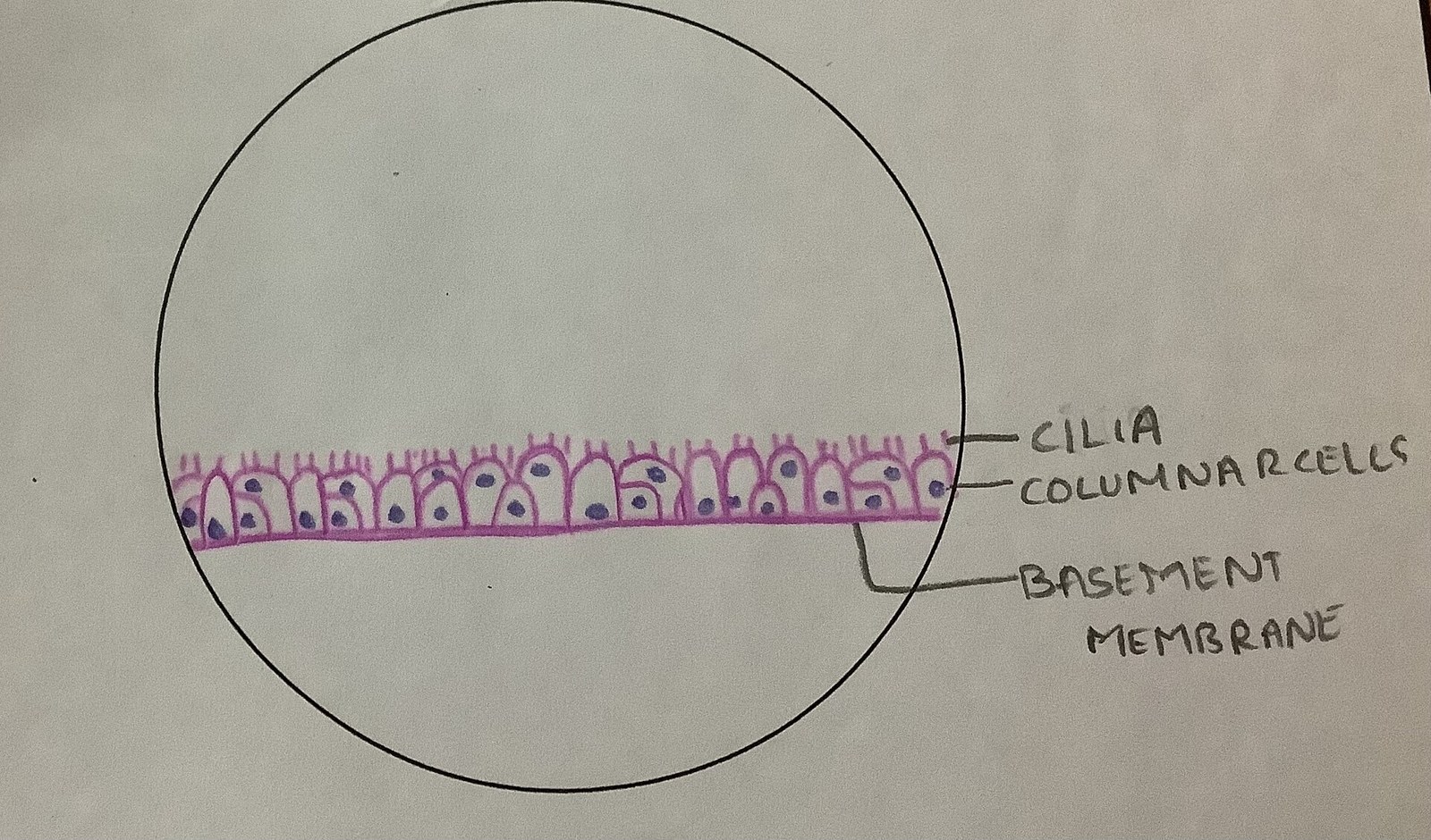 Micrografía histológica de epitelio respiratorio ciliado.
