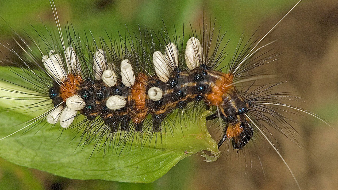 Oruga cubierta por capullos de avispas parasitoides, un ejemplo del grupo usado para estimar cuántas especies de insectos podrían faltar por describir.