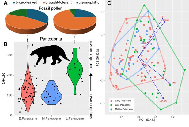 Gráficos y fósiles dentales usados para comparar tamaño y función de la mordida en mamíferos asiáticos del Paleoceno