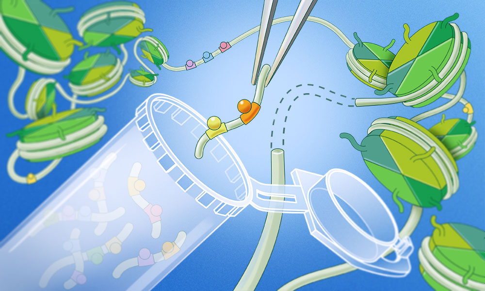 Ilustración de laboratorio que representa la inserción de secuencias reguladoras de ADN en una construcción genética para estudiar cómo se activa la expresión de genes.