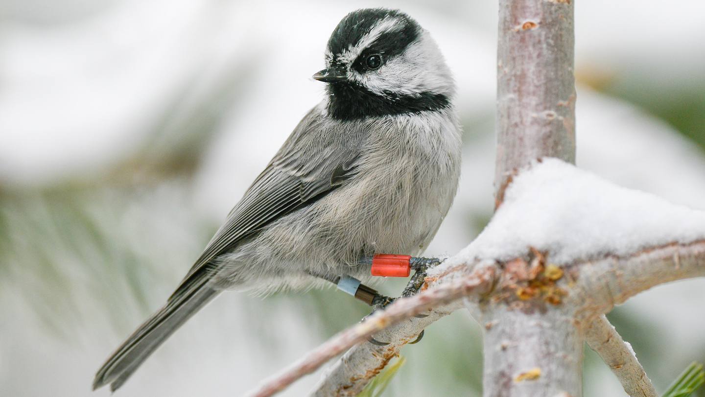 Carbonero de montaña con anillos de identificación posado sobre una rama nevada.