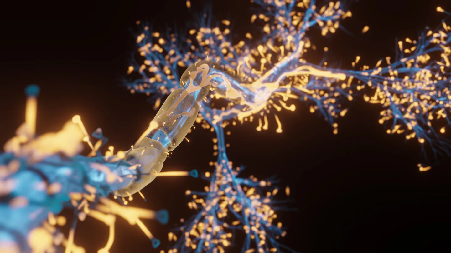 Ilustración de conexiones neuronales en el hipocampo para representar cómo algunos circuitos de memoria se conservan durante la hibernación artificial.