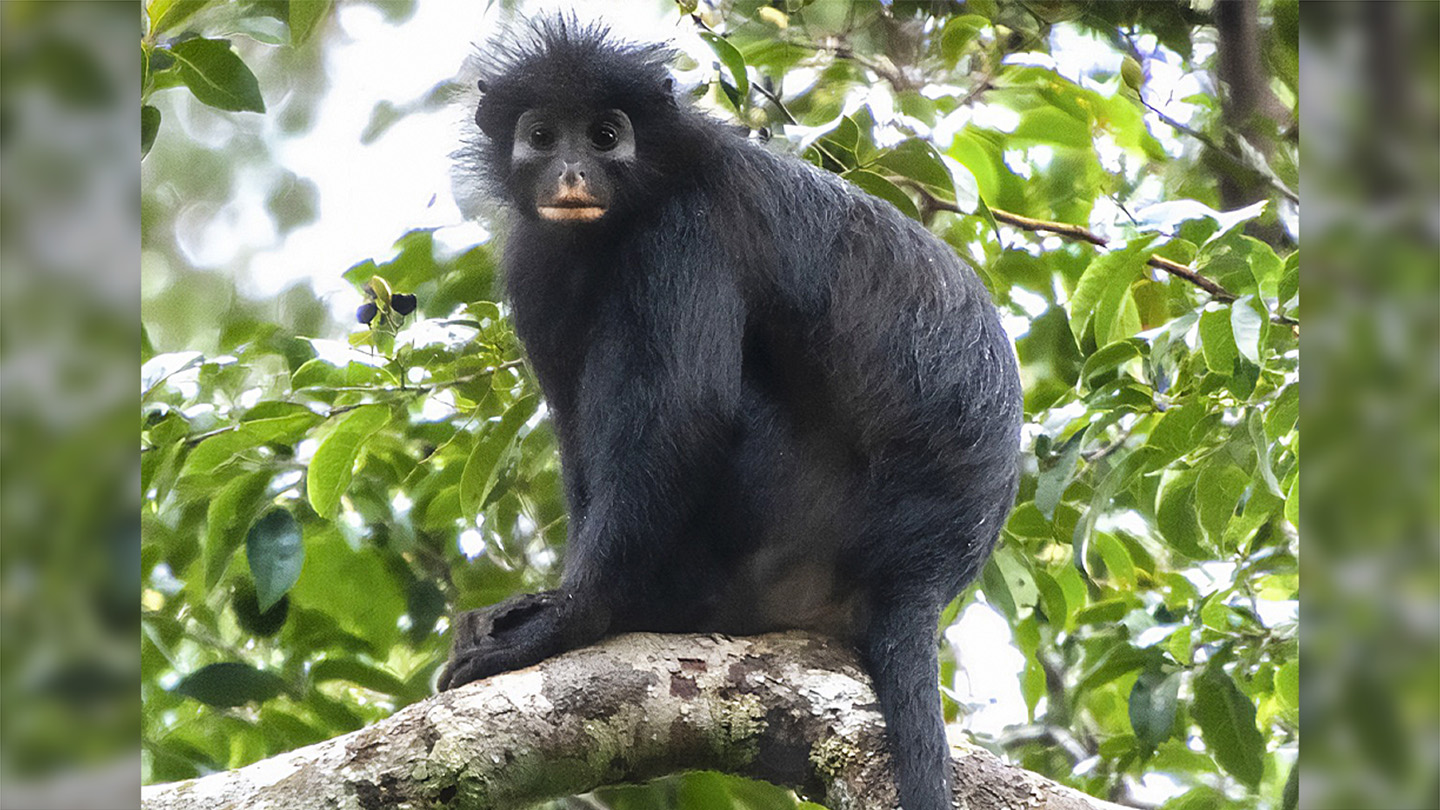Mono negro de rostro oscuro y parche anaranjado alrededor de la boca posado entre ramas en un bosque del Congo