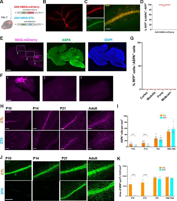 Imagen microscópica del cerebelo de ratón usada en el estudio para mostrar la reducción de oligodendrocitos durante el desarrollo
