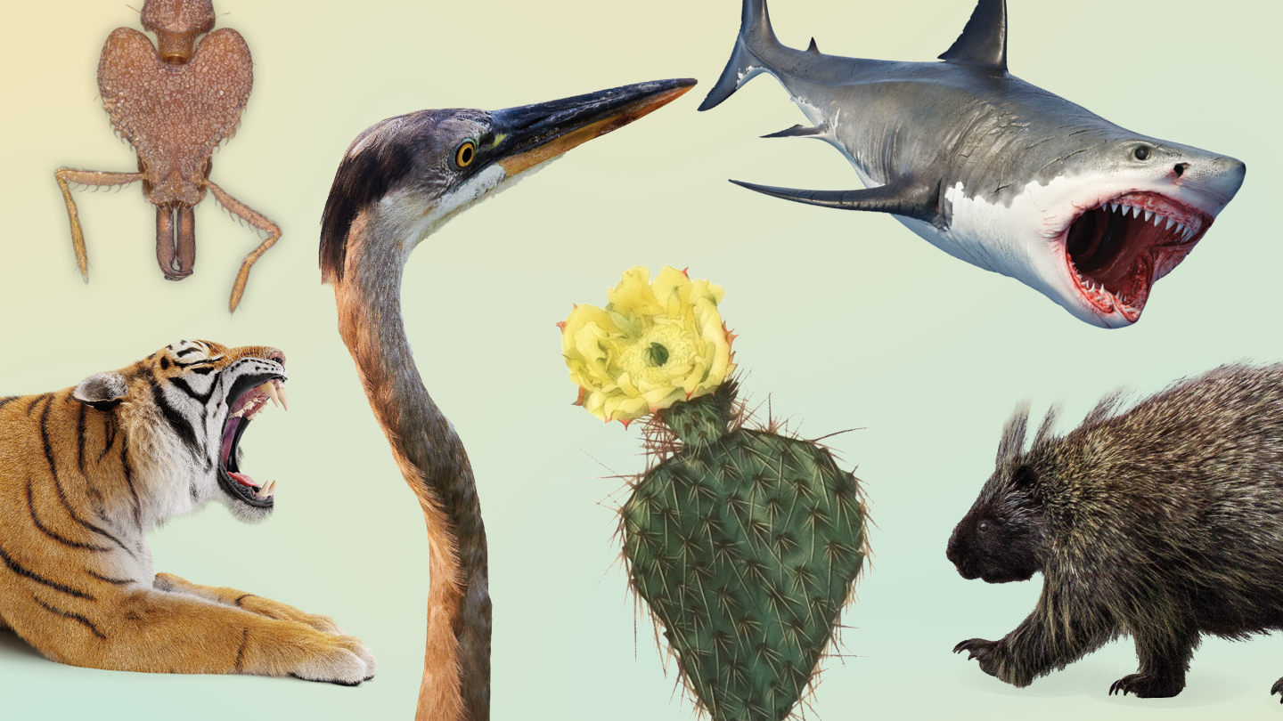 Diversas estructuras punzantes biológicas, como colmillos, garras, espinas y aguijones, comparadas por su forma