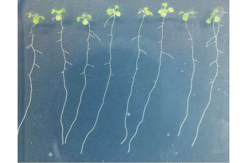 Arabidopsis thaliana, planta modelo usada en estudios de biología vegetal sobre absorción de nitrógeno.