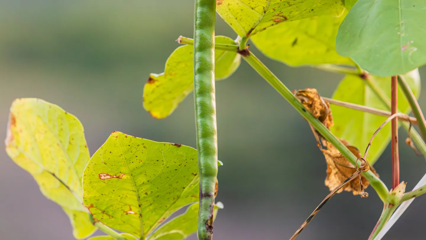 Planta de frijol caupí con hojas verdes, relevante para una investigación sobre señales químicas y defensa contra insectos.