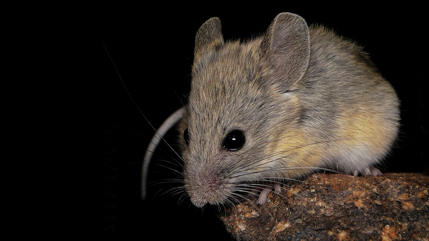 Ratón andino de orejas foliadas sobre una roca en ambiente de alta montaña