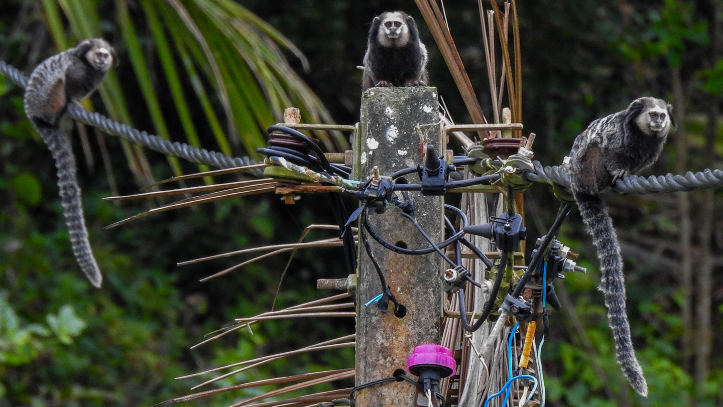 Pequeños monos posados sobre cables en una zona urbana de Brasil, una imagen usada para ilustrar cómo la sequía pudo acercar animales silvestres y mosquitos portadores del virus a las ciudades.