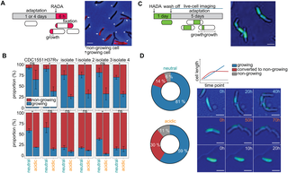Figura microscópica del estudio que distingue bacterias de tuberculosis en crecimiento y sin crecimiento después de adaptarse a condiciones ácidas.