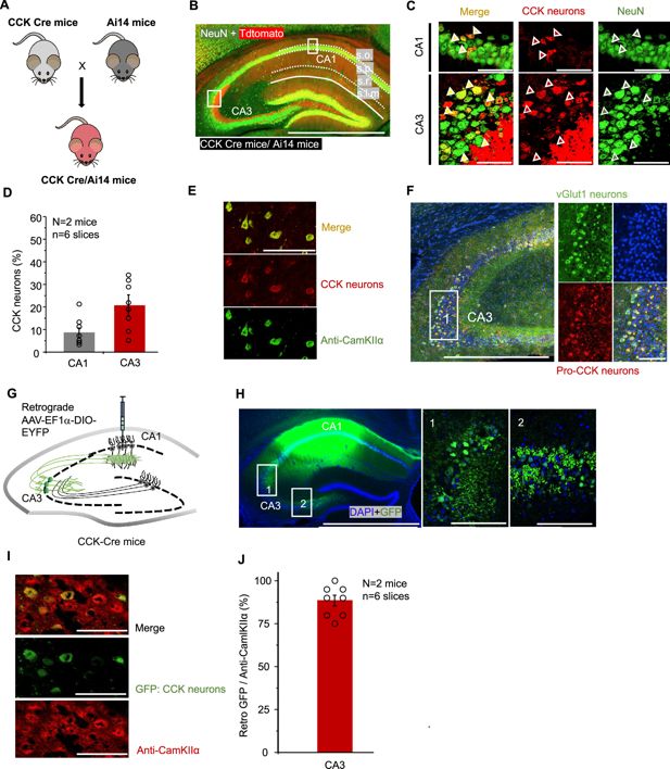 Esquema y registros del estudio que muestran actividad de neuronas del hipocampo durante tareas de memoria espacial en ratones.