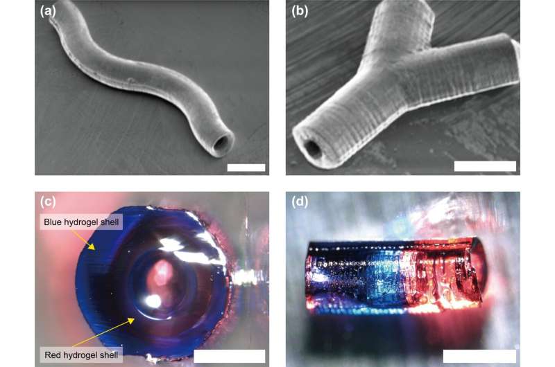 Esquema de tubos de hidrogel huecos formados por anillos sucesivos dentro de un microcanal.