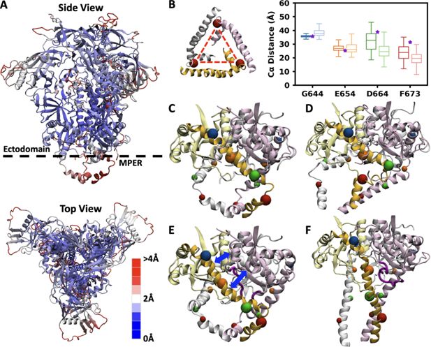 Modelo tridimensional de la proteína Env del VIH insertada en una membrana, con cadenas de azúcares en la superficie del complejo viral.